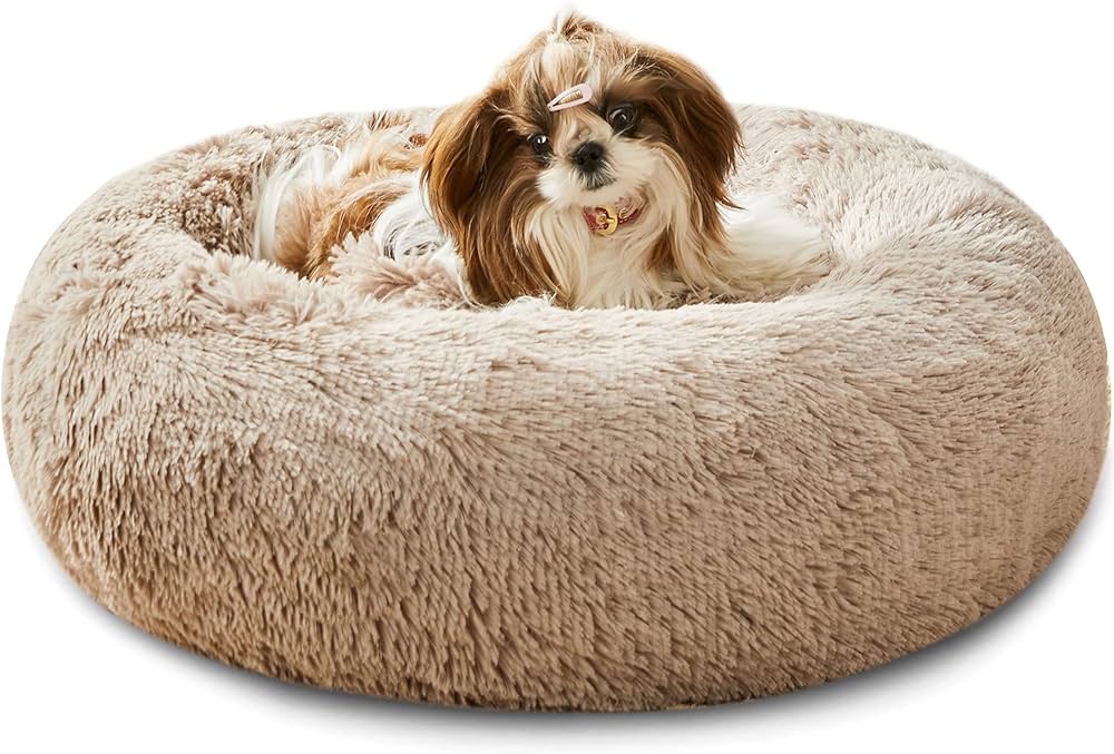 20 Most Amazing Things About Chihuahua Dogs 20 Things Only Shih Tzu Dog Owners Understand