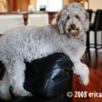 Labradoodle Shedding: How Much Do Labradoodles Shed?
