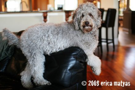 Labradoodle Shedding: How Much Do Labradoodles Shed?
