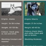 Malamute Vs. Husky: 10 Differences, And Which is Better?