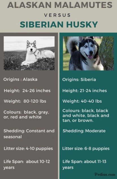 Malamute Vs. Husky: 10 Differences, And Which is Better?