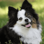 Cutest 26 Siberian Husky Mixes Dog Breeds
