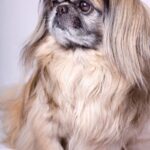 Miniature Pekingese: What’S Good And Bad About ‘Em?
