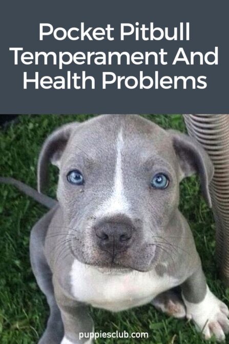 Pocket Pitbull Temperament And Health Problems