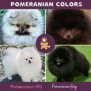 Pomeranian Dog Colors: | Complete List
