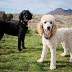 10 Things Only Bichon Frise Dog Owners Understand Poodle Dogs Facts And Information