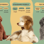 Poodle Vs Goldendoodle: 10 Key Differences And Similarities