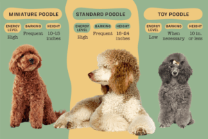 Poodle Vs Goldendoodle: 10 Key Differences And Similarities