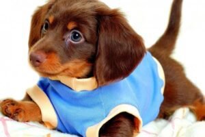 About Swipets
