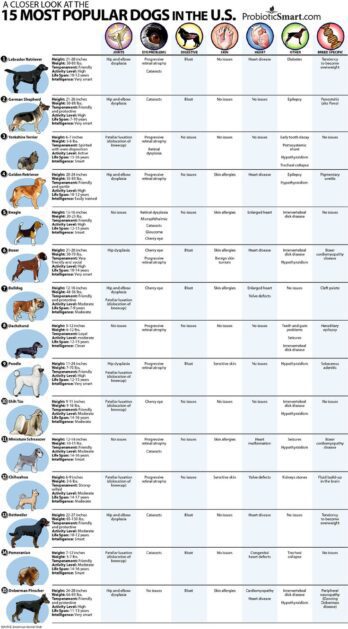 Top 15 Most Common Dog Health Problems
