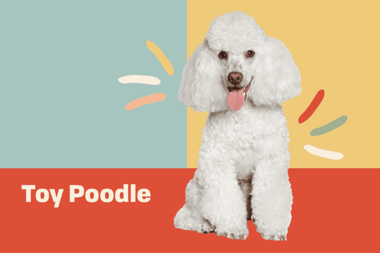 Top 20 Benefits Of Having A Toy Poodle Dog