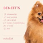 Top 20 Benefits of Pomeranian Dog Breeds