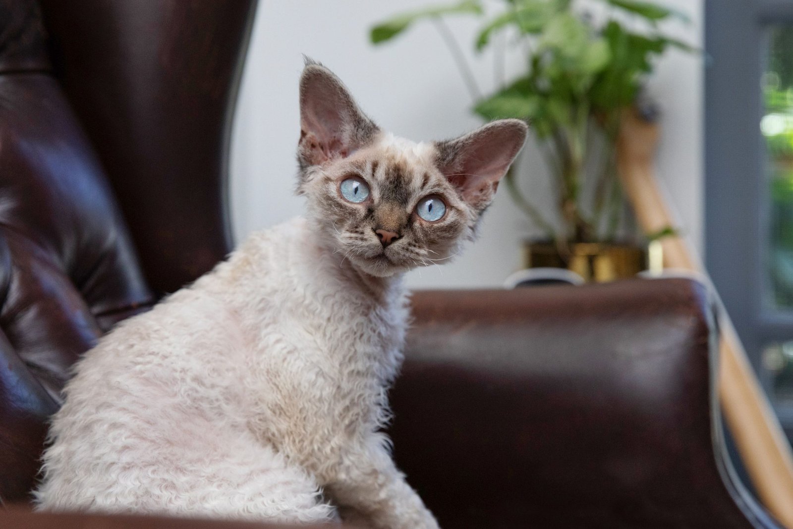 10 Best Cat Breeds for People With Allergies