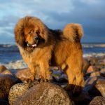 10 Best Large Dog Breeds for Families