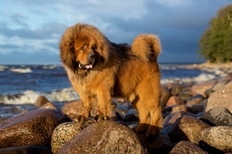 10 Best Large Dog Breeds for Families