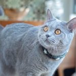 10 Cat Breeds That Have Blue-Colored Coats