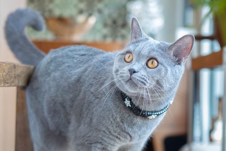 10 Cat Breeds That Have Blue-Colored Coats
