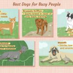 10 Low-Maintenance Dog Breeds for Busy Owners