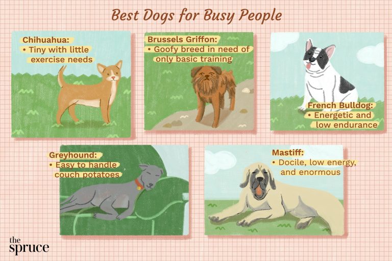10 Low-Maintenance Dog Breeds for Busy Owners