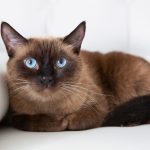 10 Most Intelligent Cat Breeds