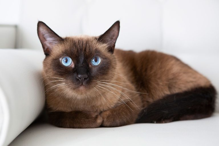 10 Most Intelligent Cat Breeds