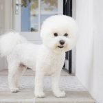 12 Dog Breeds That Only Have White Coats