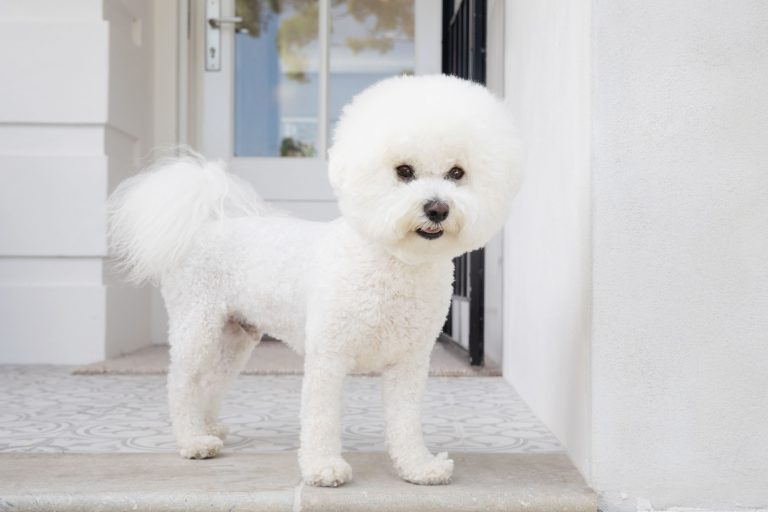 12 Dog Breeds That Only Have White Coats