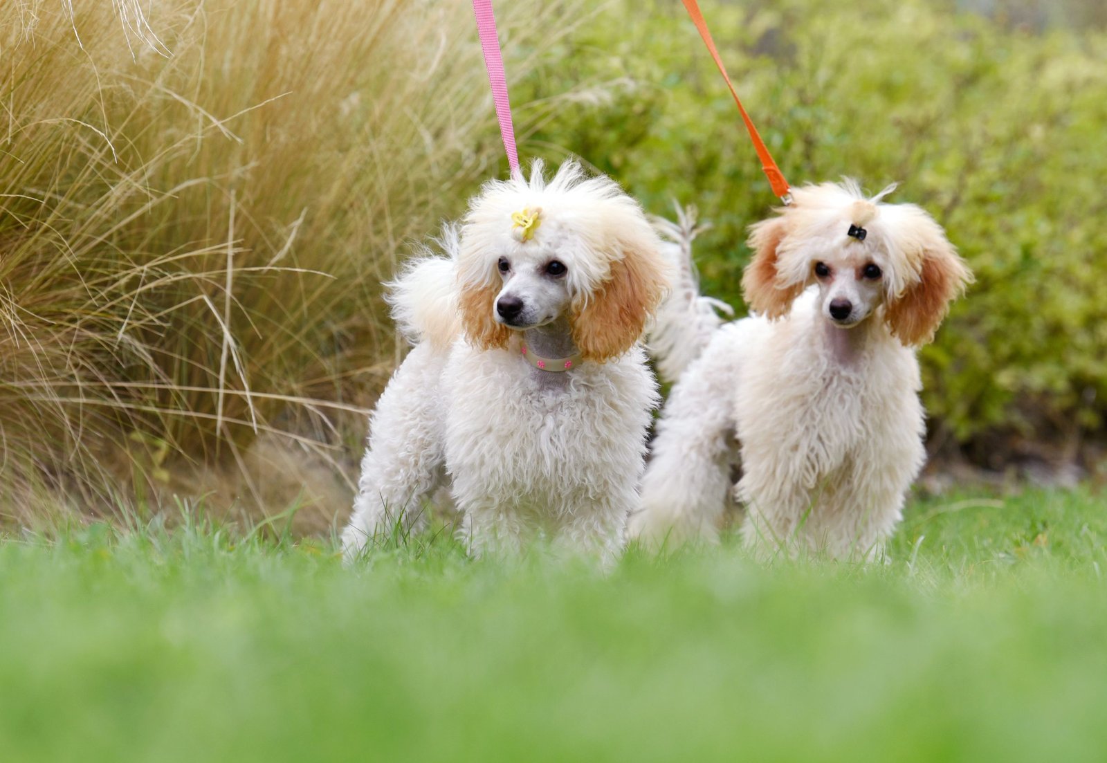 13 Cute Dog Breeds With Curly Hair