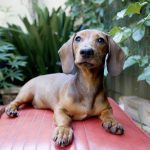 20 Short-Haired Dog Breeds for Lower Maintenance Care