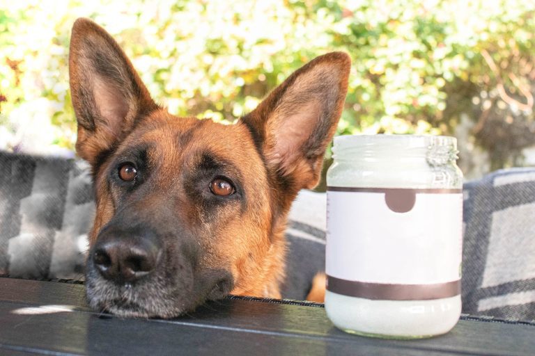 5 Uses of Coconut Oil for Dogs
