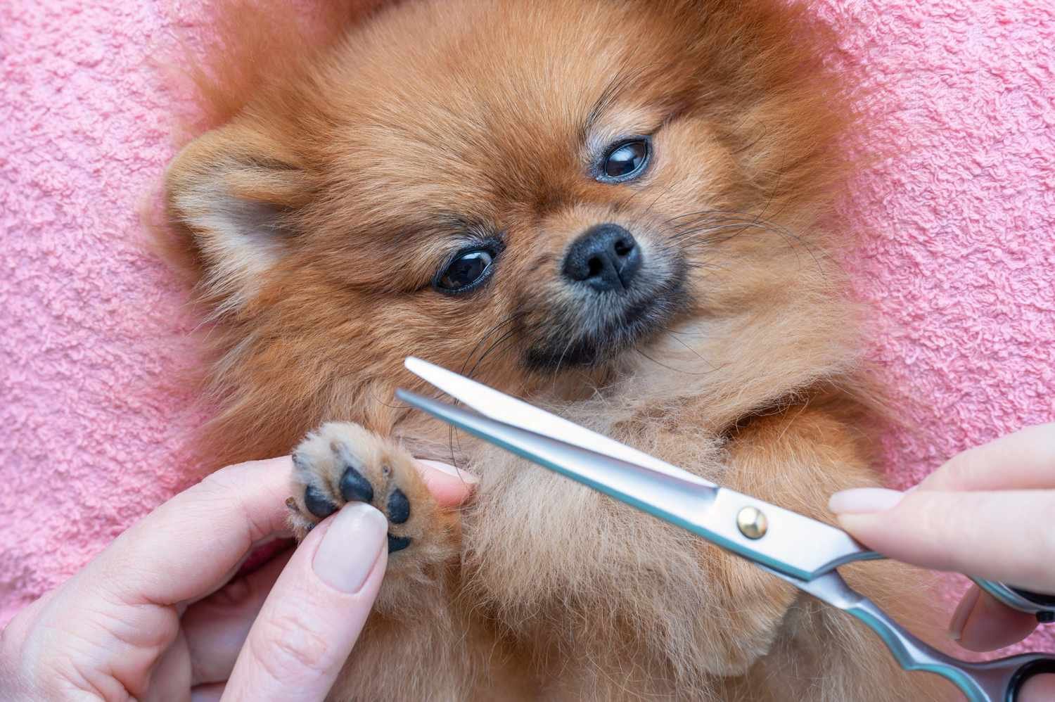 7 Tips And Tools From An Instagram Famous Dog Groomer