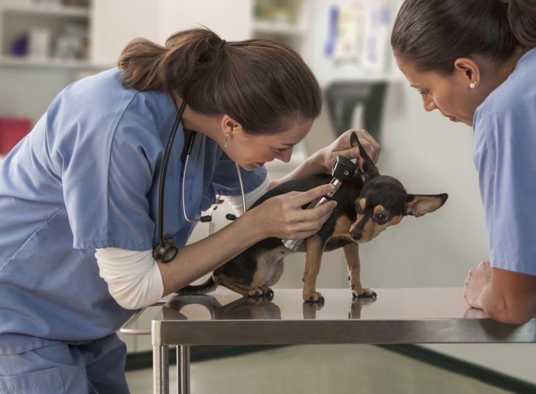 A Typical Day in the Life of a Veterinarian