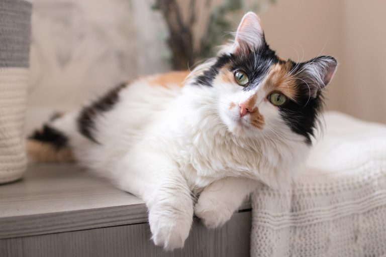 Calico Cat: Breed Profile, Characteristics & Care