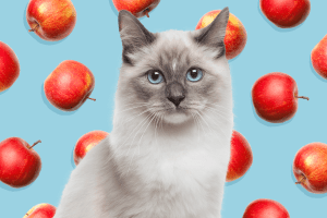 Can Cats Eat Apples?