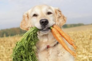 Can Dogs Eat Carrots?