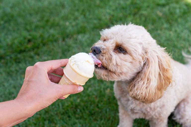 Can Dogs Eat Ice Cream?