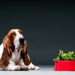 Can Dogs Eat Lettuce?