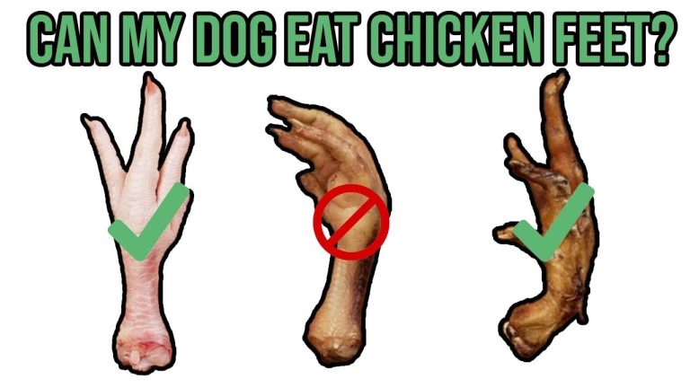 Can Dogs Eat Raw Chicken Feet?