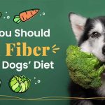 How to Add Fiber to Your Dog'S Diet