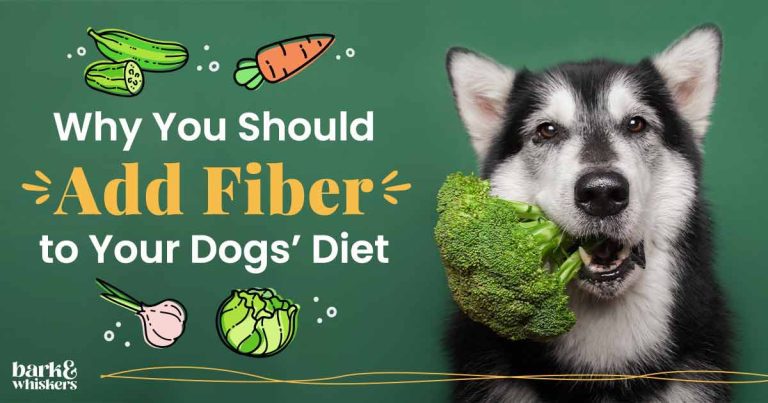 How to Add Fiber to Your Dog'S Diet