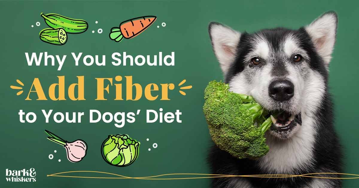 How to Add Fiber to Your Dog’S Diet