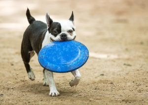 How to Keep Your Dog Safe From Leptospirosis in an Outbreak