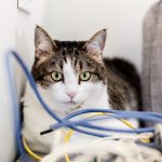 How to Stop Your Cat From Chewing Electrical Cords