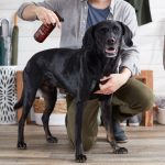 Introducing The Spruce Pet Care Collection
