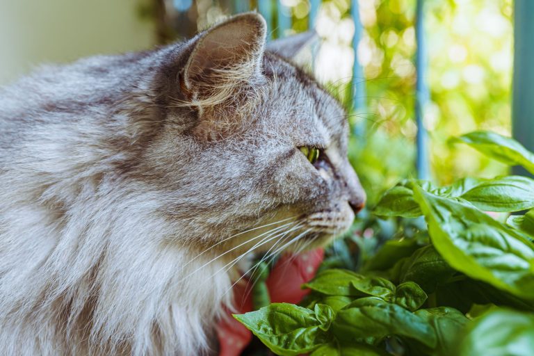 Is Basil Safe for Cats?