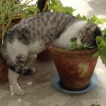 Is Catnip Bad for Cats?