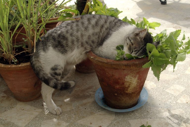 Is Catnip Bad for Cats?
