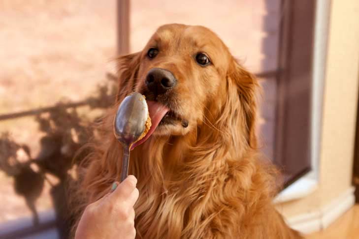 Is Peanut Butter Good for Dogs?