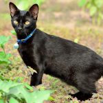 Japanese Bobtail: Cat Breed Profile, Characteristics & Care