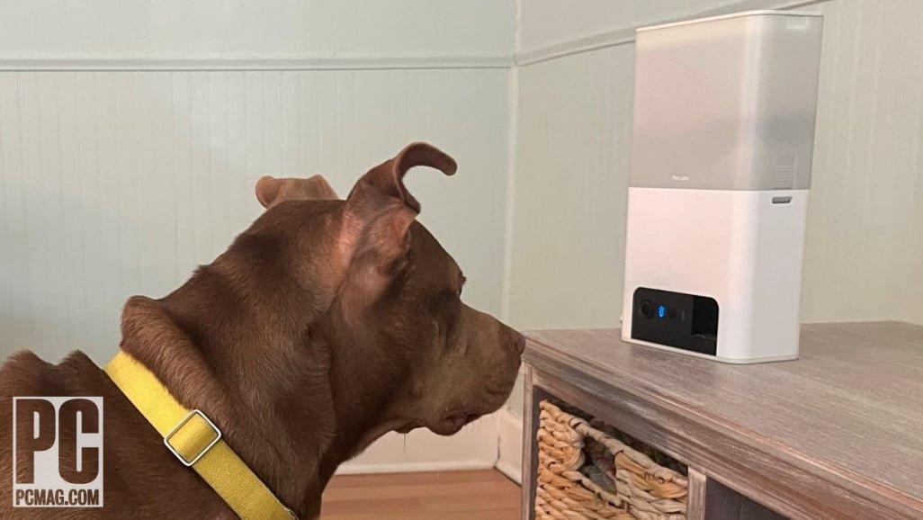 Petcube Bites Pet Camera Review